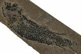 Devonian Lobed-Fin Fish (Osteolepis) Fossil - Scotland #354099-1